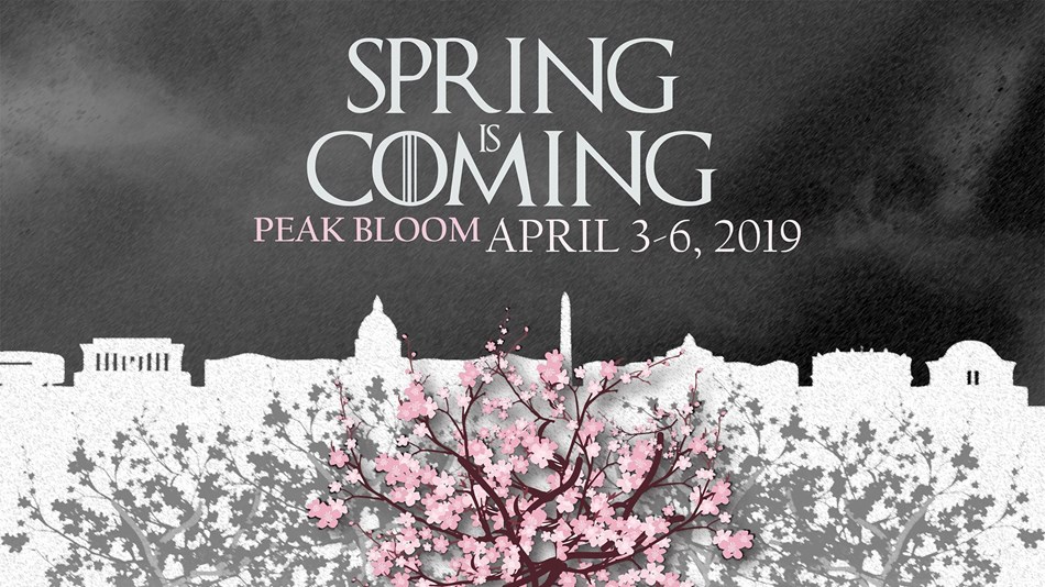 Cherry blossoms with the Washington Monument in the background