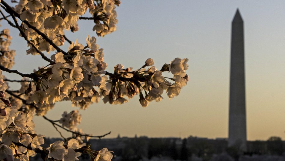 Cherry blossoms with the Washington Monument in the background
