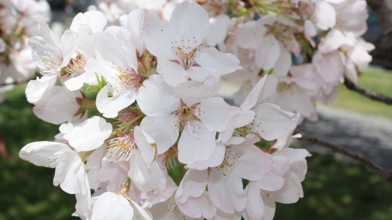 Closeup of a cherry blossom