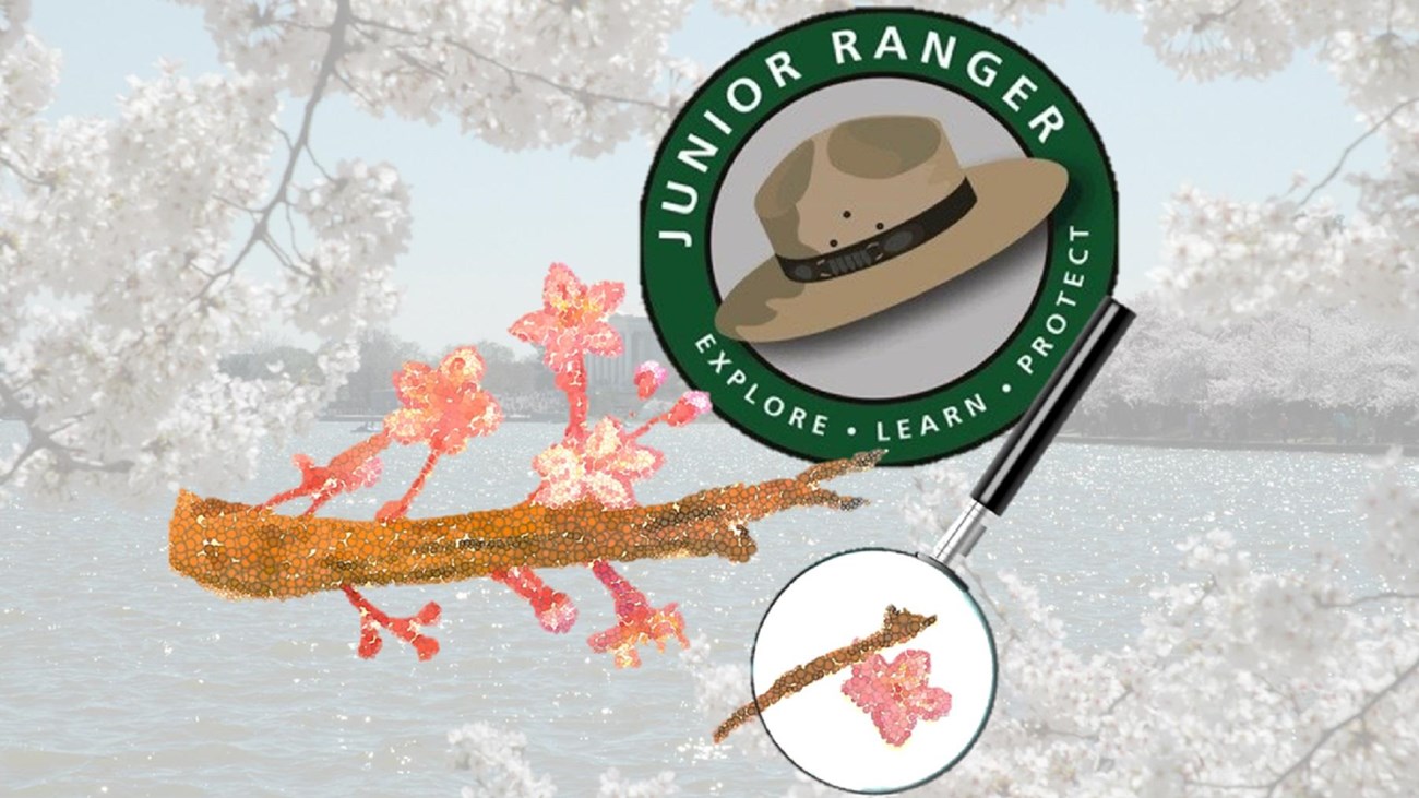 A Junior Ranger hat and logo over a cherry tree branch with a broken branch piece magnified