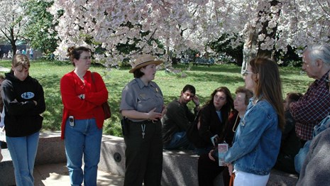 Park ranger talks to visitors under cherry tree blossoms