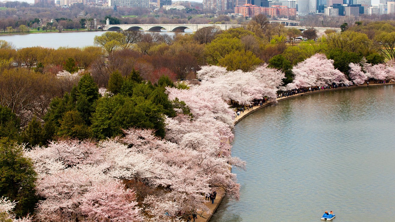 A single paddle boat floats in the Tidal Basin. Pink cherry blossom trees are in bloom. 