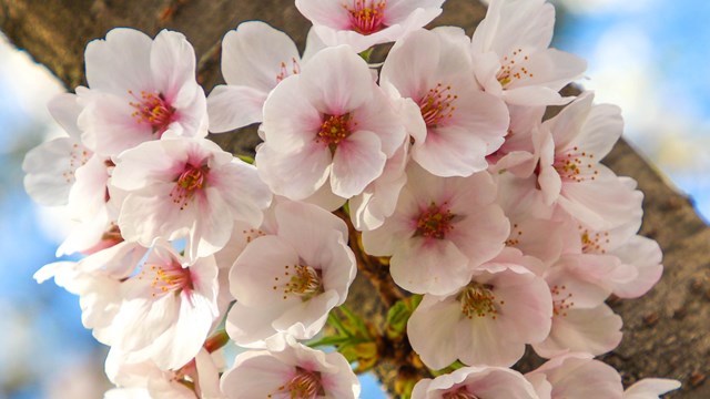 Cherry Blossom Festival (U.S. National Park Service)