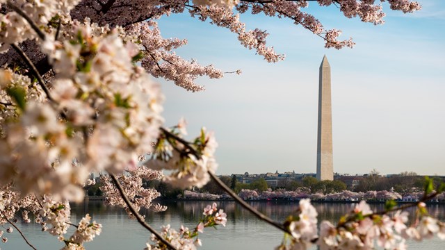 National Cherry Blossom Festival in Full Force, D.C. is Open - The