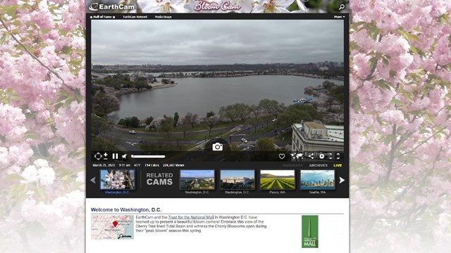 Cherry Blossom Bloom Cam shot of the Tidal Basin