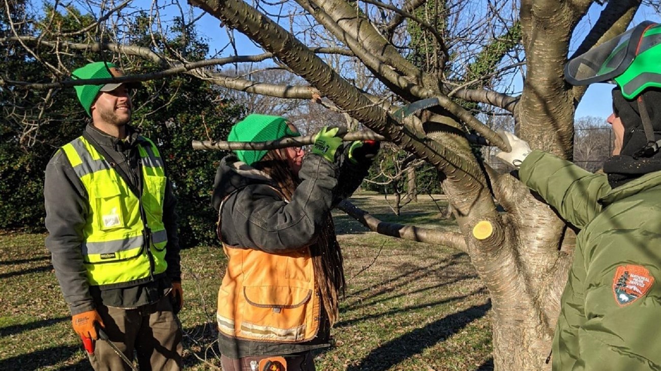 Three people in winter work and safety gear are pruning a tree with a long saw