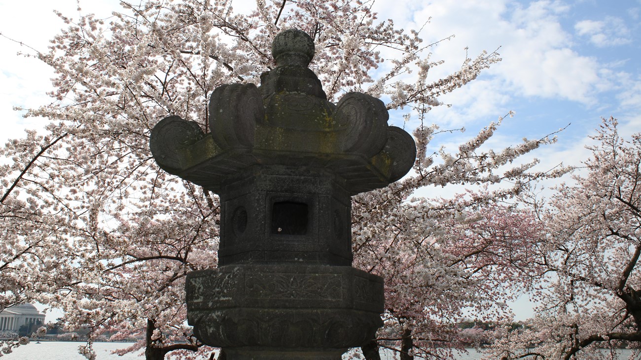 Close-up of the Japanese Stone Lantern in a background of cherry blossoms