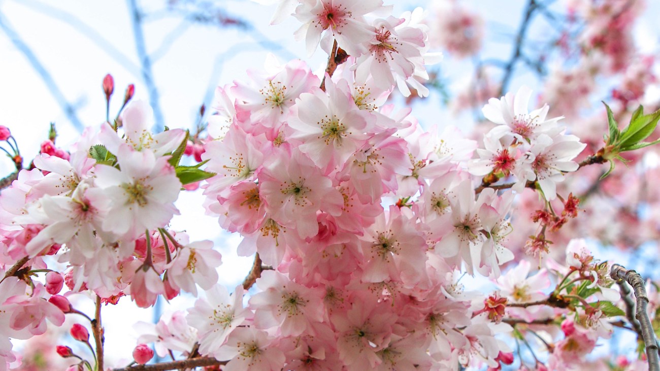 Close-up of pink cherry blossoms against a blue sky