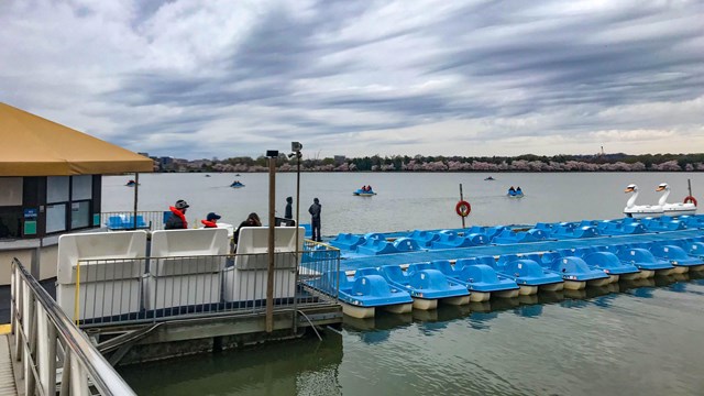 Rows of paddleboats docked in a large tidal basin