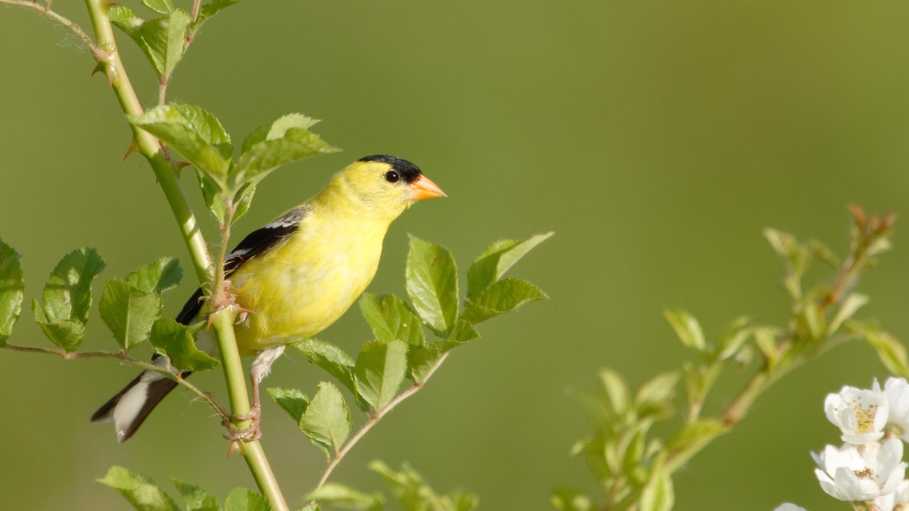 A yellow and black American goldfinch perches on a branch