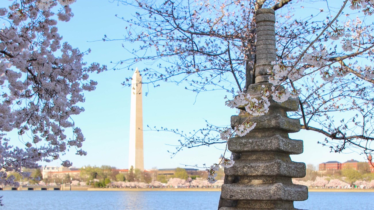 The Japanese Pagoda in the foreground, the Washington  Monument in the background, cherries blooming