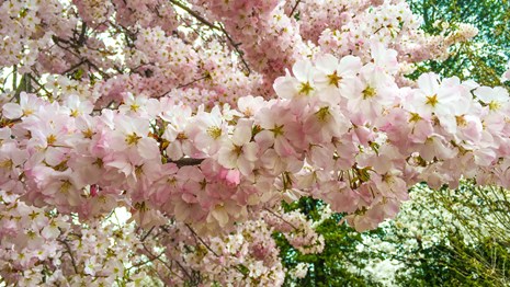 Cluster of pink cherry blossom flowers