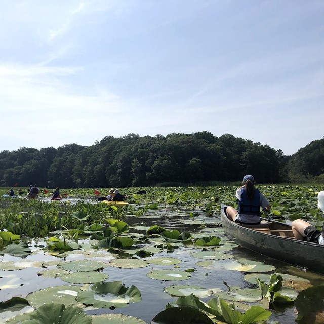 A group paddles canoes through lily pads