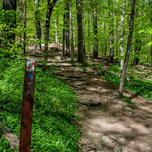 A small trail marker along a trail through the woods.