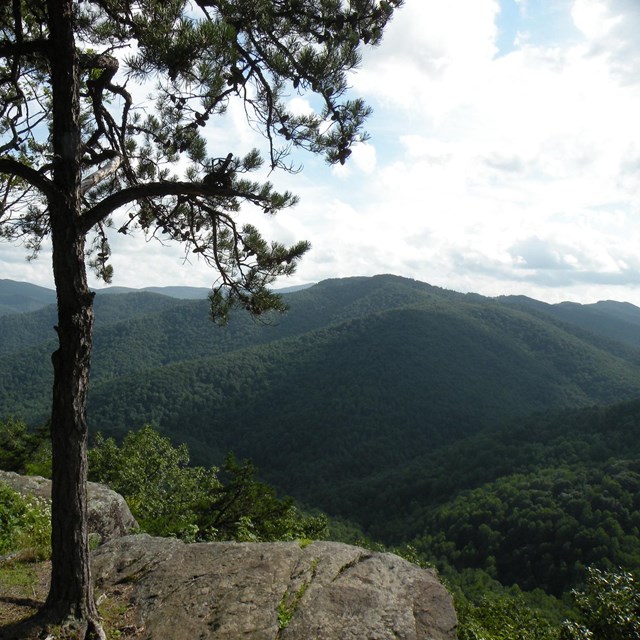 A tree grows on a small outcropping overlooking rolling hills of trees extending into the distance.