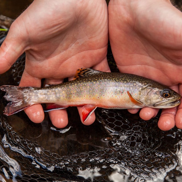 A small brook trout is held in two hands just out of the water.