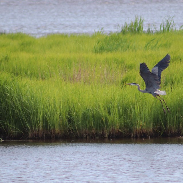A blue heron takes flight over a marsh.