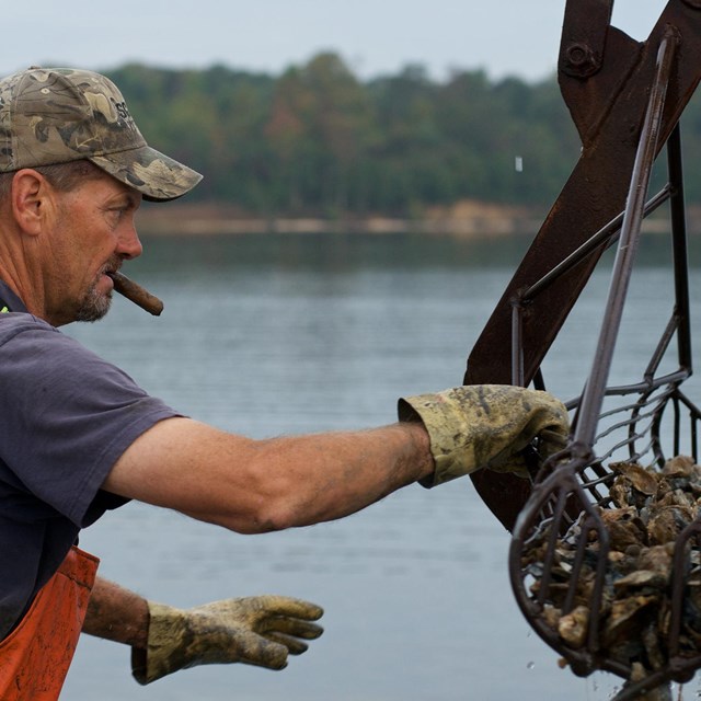 A man grasps a piece of equipment containing freshly harvested oysters.
