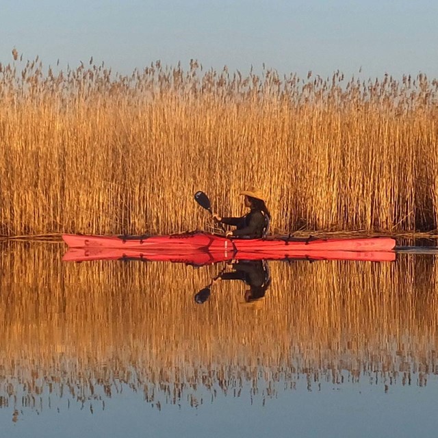 A lone kayaker paddles next to talk marsh grass.
