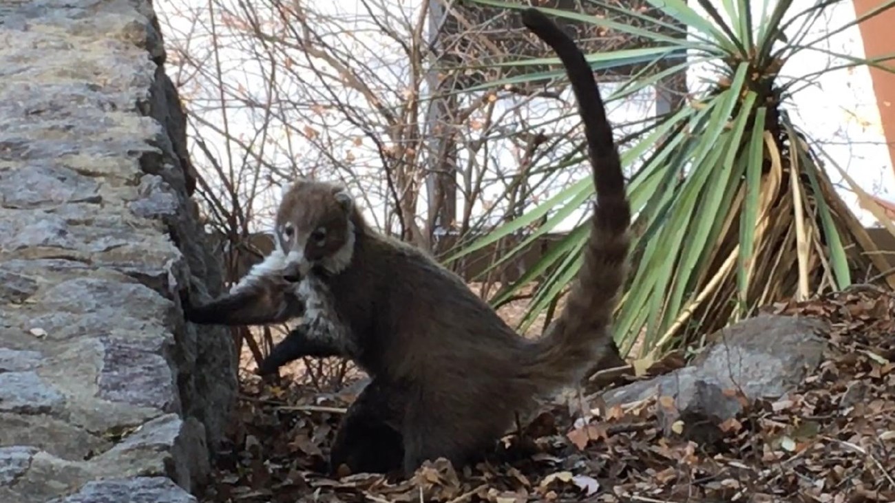 White-nosed coati (racoon-like mammal) with one paw on man-made rock wall. 