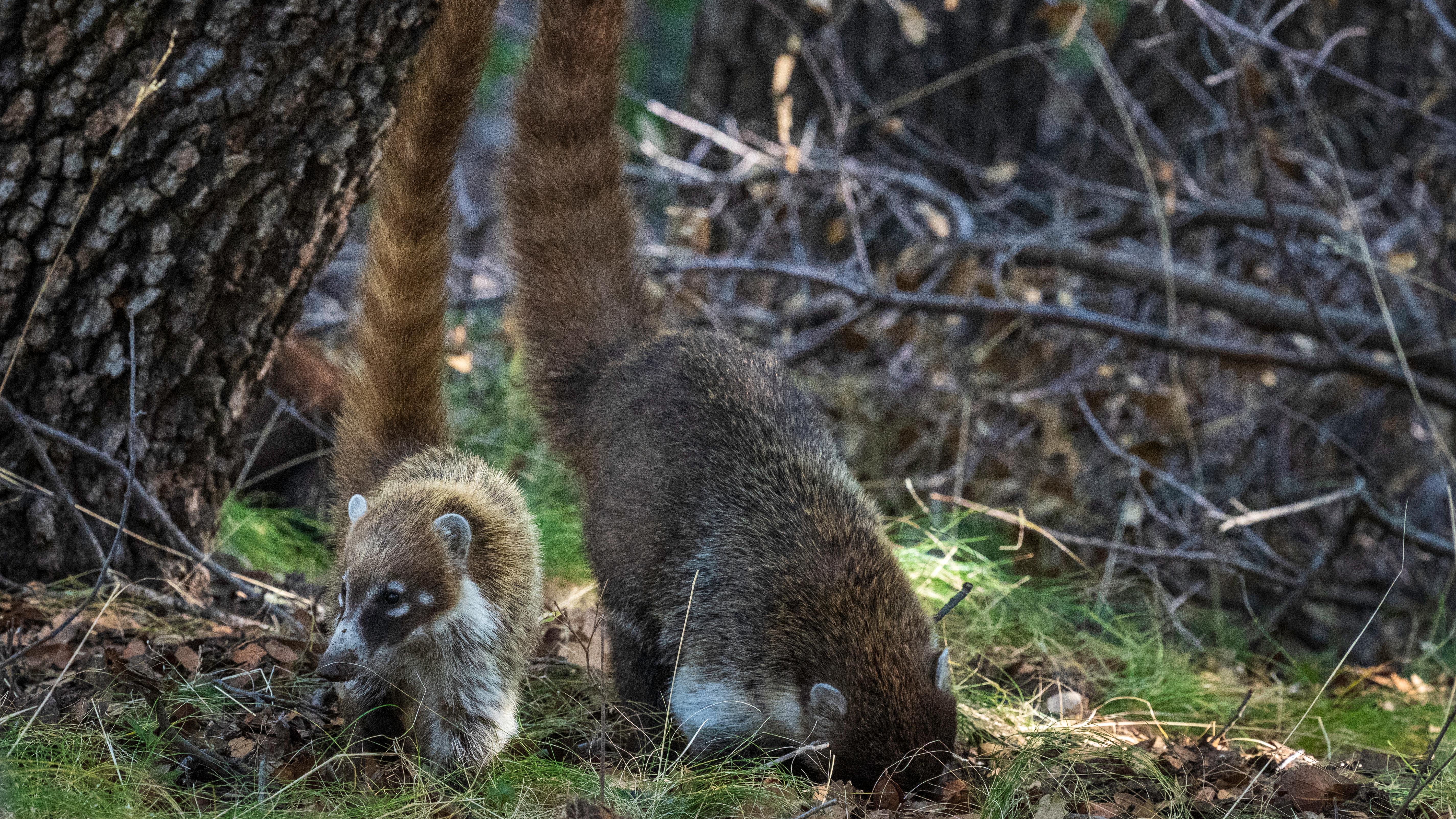 2 White-nosed coatis in front of an oak tree forage in grass