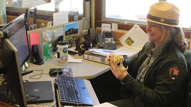 park ranger in a green sweater and beige flat hat sitting at a desk holding a coyote skull