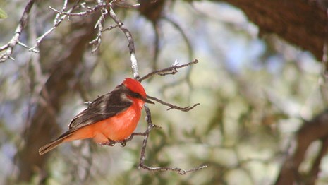 A bright red bird perches in a tree