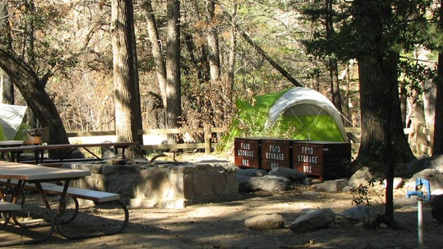campsite with pines trees and tent
