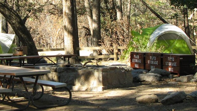 campsite with pines trees and tent