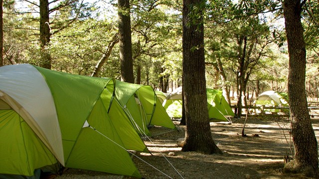 Tents set up in a pine forest