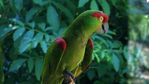 Green and red parrot on branch.