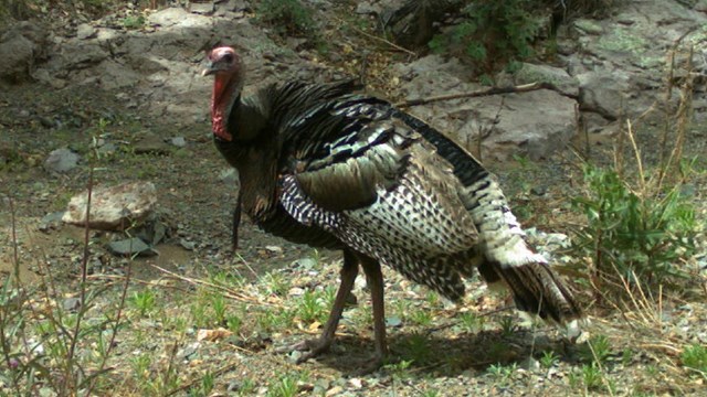 Large brown and cream male turkey. 