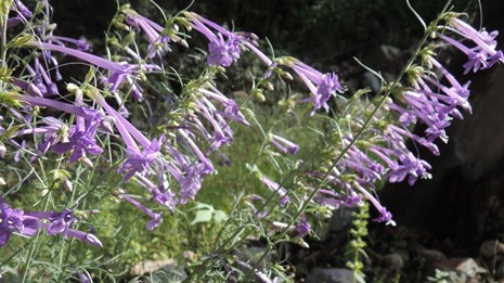 Close up of long trumpet-like purple flowers