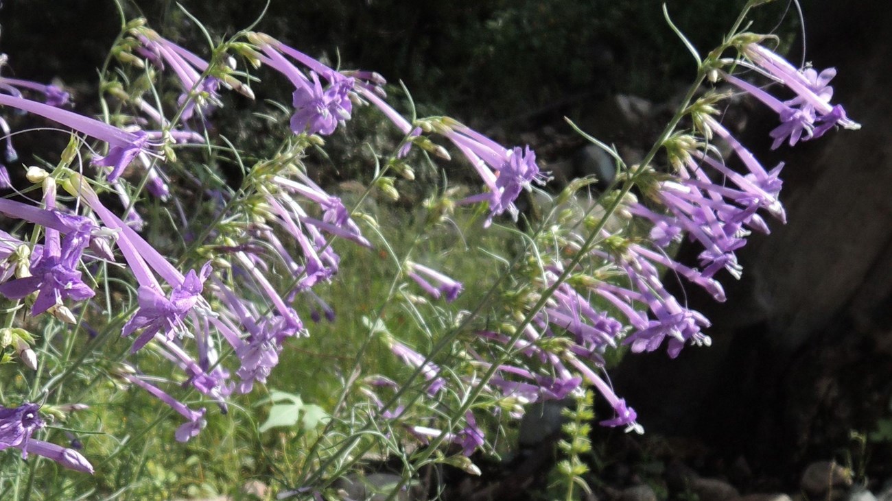 Purple flowers