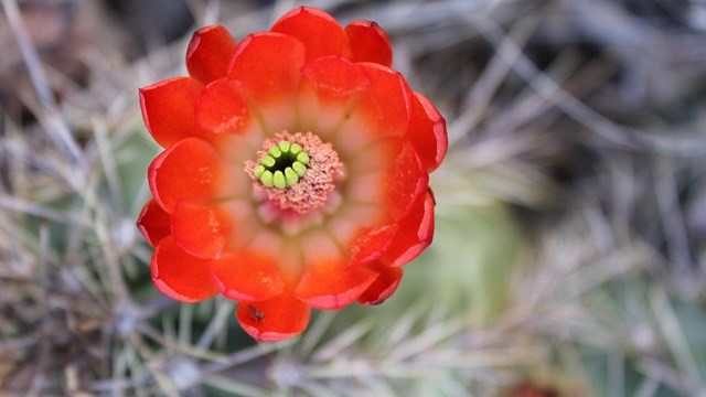 Cactus flower