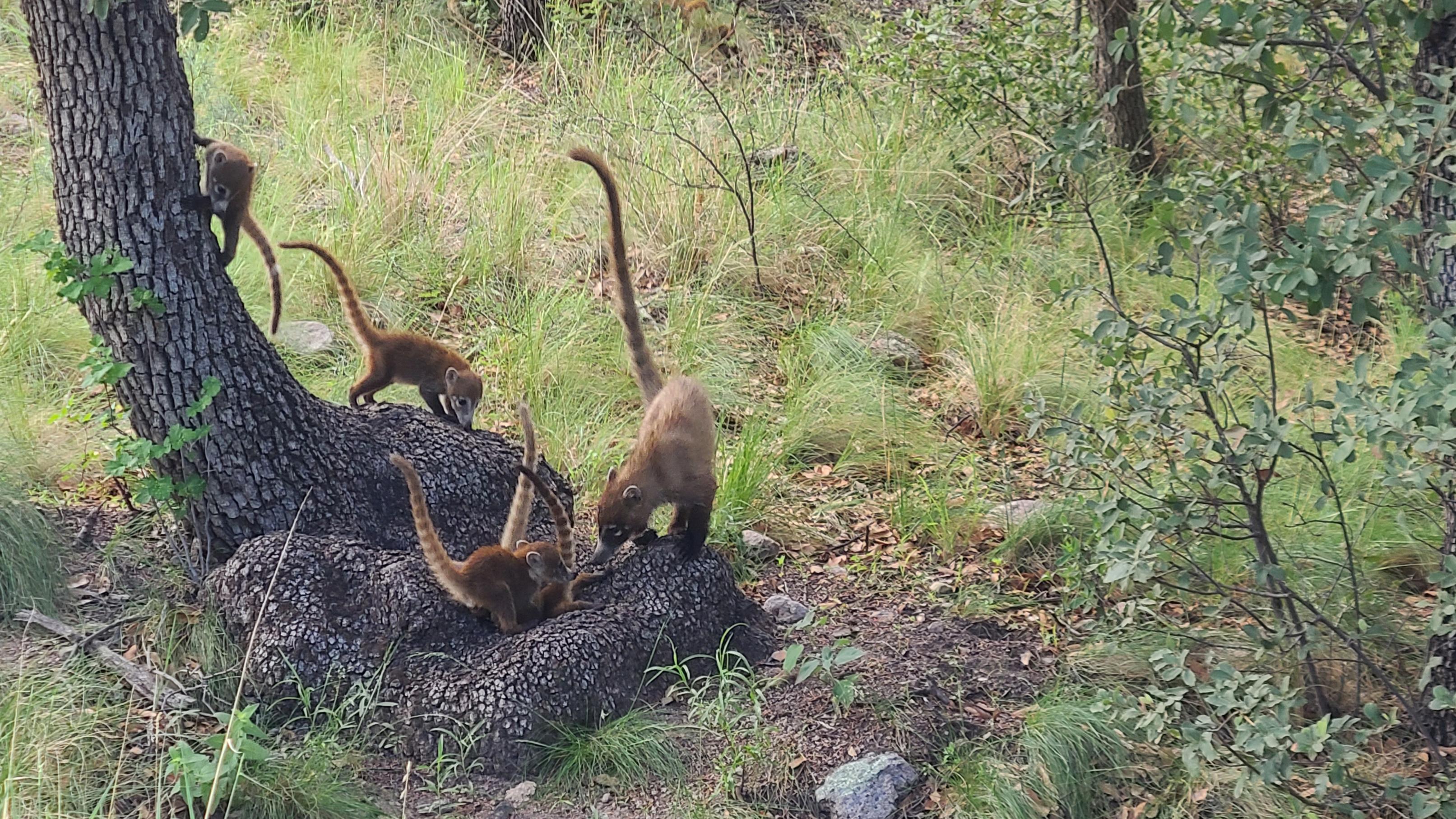 coatis on a tree truck foraging