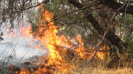 Fire burning in grass below a tree. 