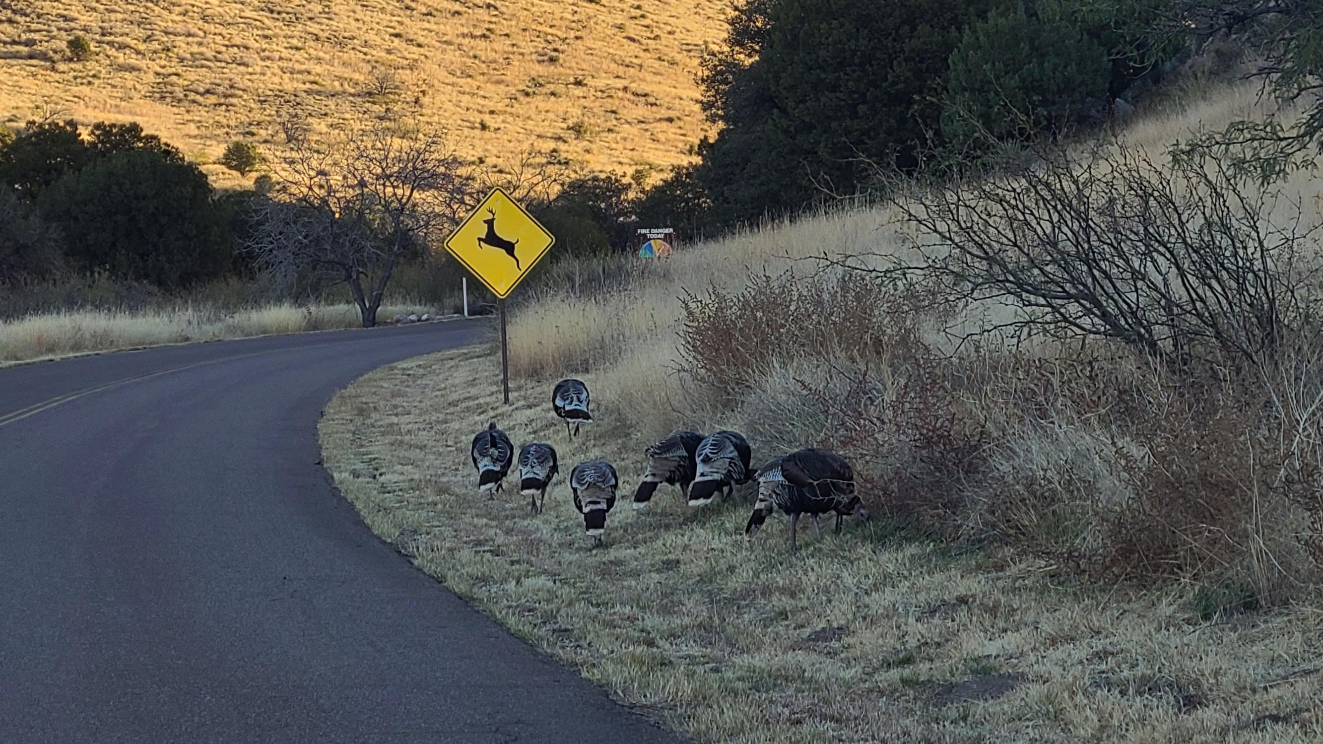 turkeys on the road near a sign with mountains around