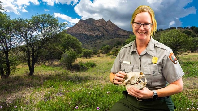 park ranger sitting on a stool holding a javelina skull with mountains in the background