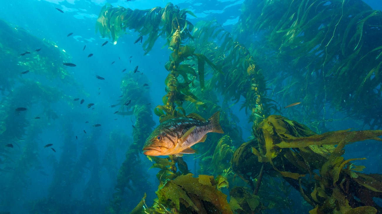 small fish in ocean with tall algae reaching to surface.
