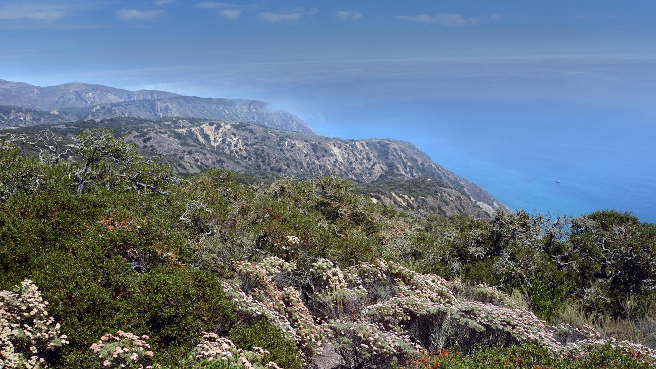 dense vegetation on steep coastal bluff