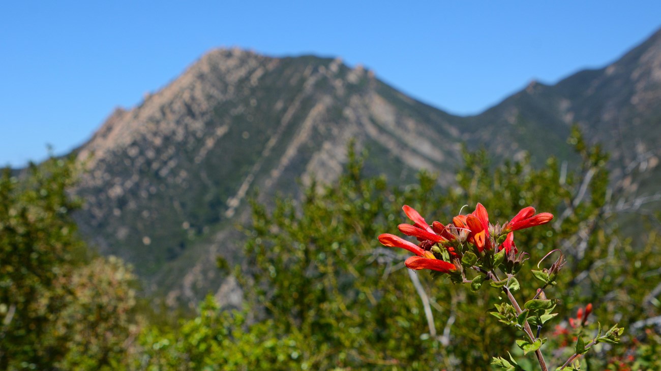 flower and shrubs in foreground with steep mountains behind. 