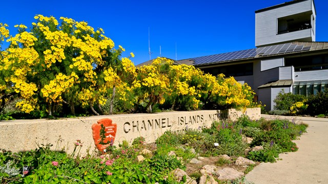 Yellow flowered coreopis at visitor center entrance. ©Tim Hauf, timhaufphotography.com