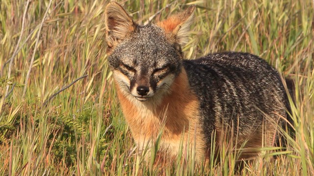 Island fox in grass. ©Tim Hauf, timhaufphotography.com