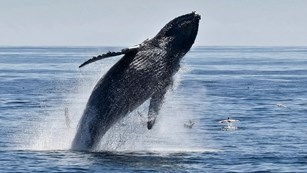 Humpback whale breaching. ©Tim Hauf, timhaufphotography.com