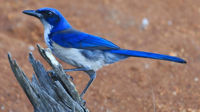 Blue island jay on log. ©Tim Hauf, timhaufphotography.com