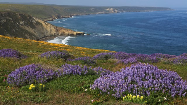 Yellow, purple, and gold flowers on coastal bluff. ©Tim Hauf, timhaufphotography.com