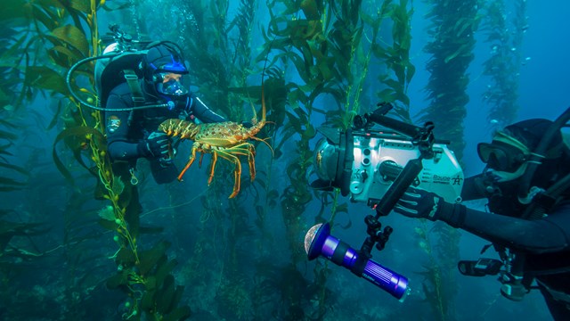 Divers in kelp forest.