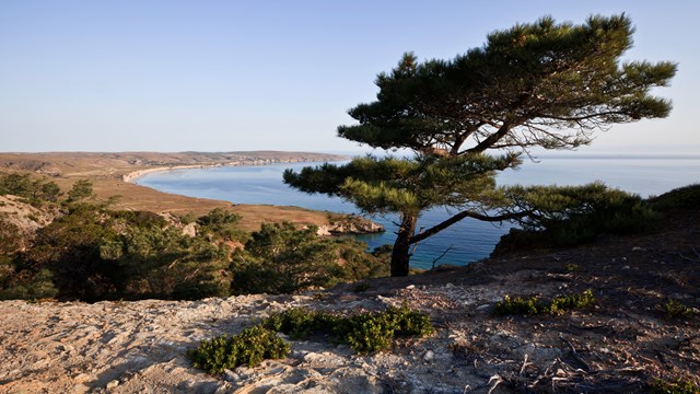 Torrey pine tree overlooking brown bluff and blue ocean. ©Tim Hauf, timhaufphotography.com