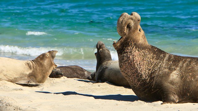 White sand beach with pinnpeds. ©Tim Hauf, timhaufphotography.com